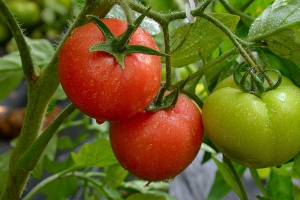 吃西红柿的好处和坏处