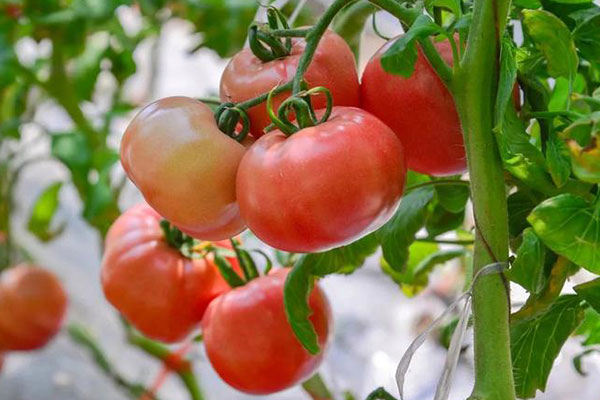 西红柿怎么吃减肥效果好？