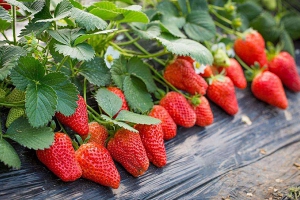 草莓的功效与作用及禁忌