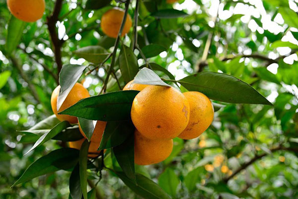 橘子的功效与作用及禁忌