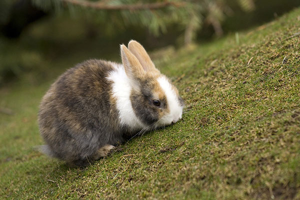 兔子的养殖技术和注意事项
