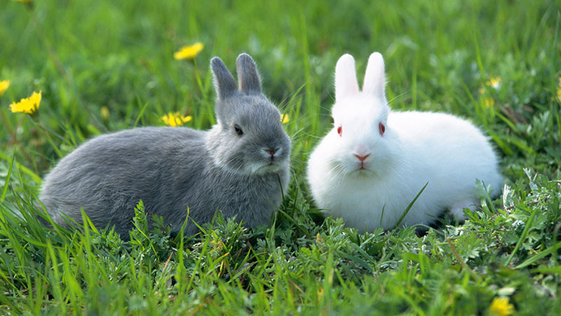 兔子的养殖技术和注意事项
