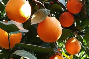 橙子的功效与作用及禁忌
