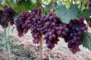 葡萄每天吃多少合适？