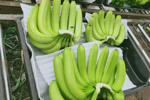 香蕉不能和什么一起吃？