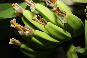 香蕉是酸性还是碱性食物？