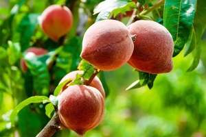 桃子每天吃多少合适？