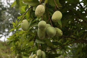 芒果每天吃多少合适？