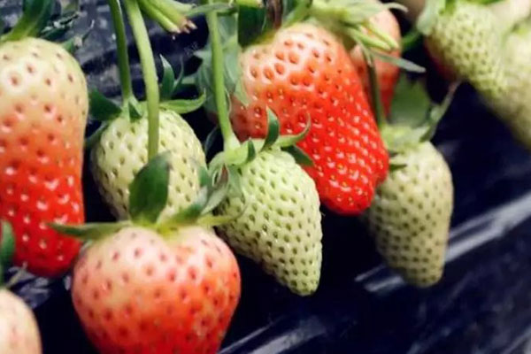 草莓每天吃多少合适？