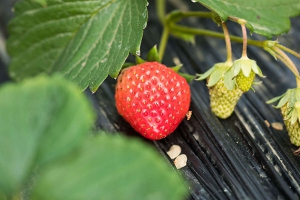 女人月经期可以吃草莓吗？