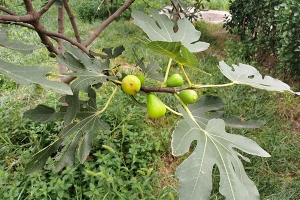 无花果叶泡水喝有什么好处？