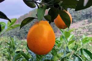 孕妇可以吃橙子吗？