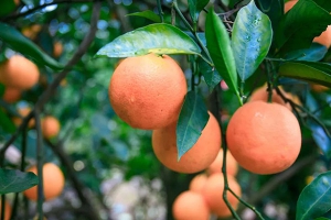 女人月经期可以吃橙子吗？