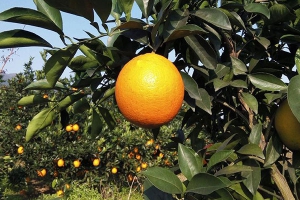 橙子皮的功效与作用及禁忌