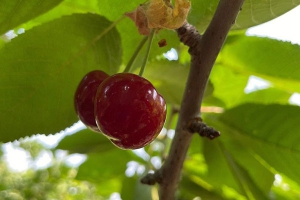 糖尿病人能吃樱桃吗？