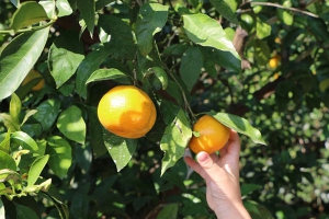 女人月经期可以吃橘子吗？