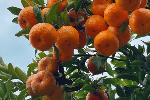 橘子皮泡水喝的功效和作用及禁忌