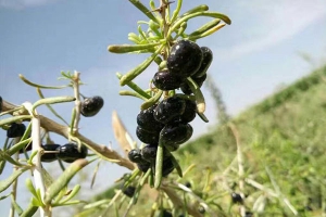 黑枸杞泡水喝的正确方法