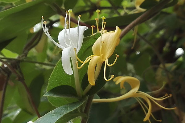 金银花茶