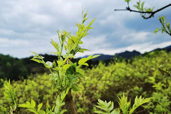 莓茶的功效与作用及禁忌