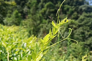 莓茶的功效与作用及禁忌