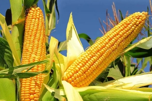 玉米的功效与作用及禁忌