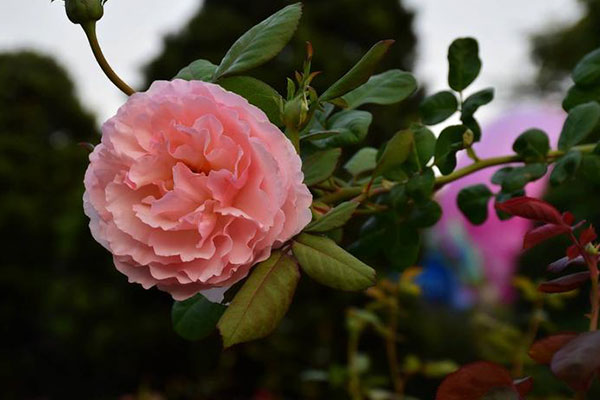 玫瑰花叶子发黄的原因及挽救方法