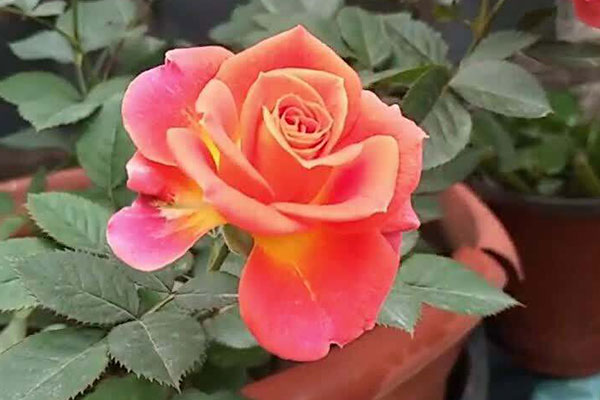 玫瑰花什么时候开花？