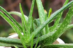 芦荟叶子发黄的原因及挽救方法