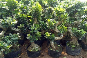 榕树盆景的繁殖方法