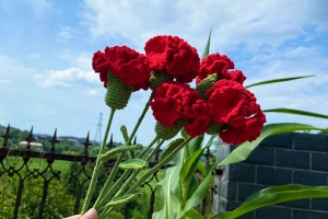 不同颜色康乃馨的花语和寓意