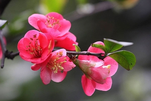 海棠花什么时候开花？