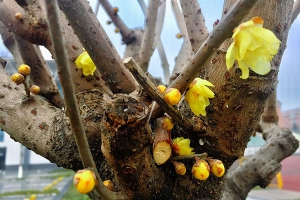 腊梅花什么时候开花？