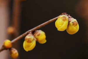 腊梅与梅花有什么区别？