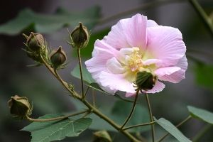 芙蓉花的养殖方法和注意事项