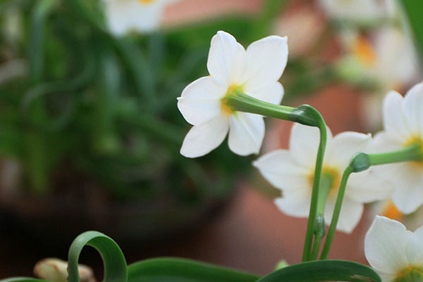 水仙花