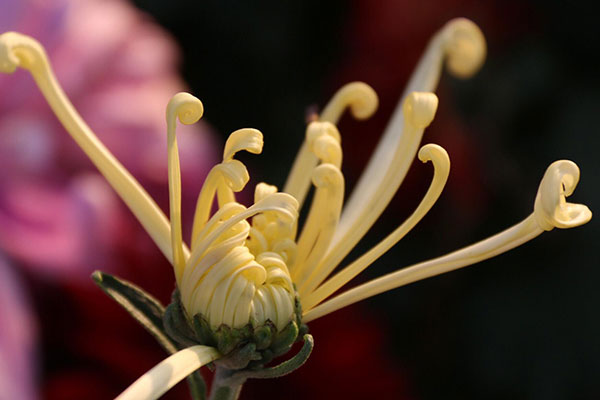 菊花的特点和品质