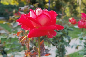 玫瑰花的特点和外形、颜色