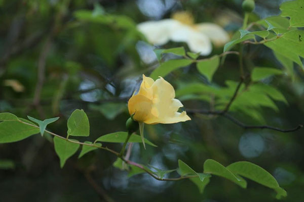 月季花图片大全，月季花种类名称及图片