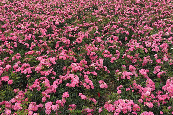 月季花图片大全，月季花种类名称及图片