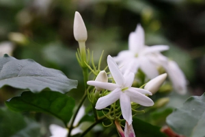 茉莉花图片大全，茉莉花种类名称及图片