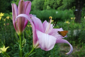 百合花怎么养才能开花多旺盛？