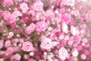 粉色满天星花语是什么意思？