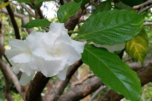 栀子花花期多长？