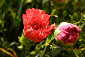 红色康乃馨花语代表什么意思？