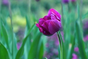 紫色郁金香的花语和寓意及象征意义