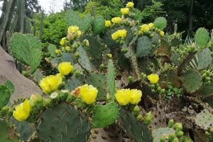 仙人掌怎么养才能开花？