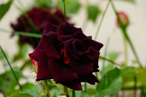 黑玫瑰图片大全，唯美黑玫瑰花图片欣赏