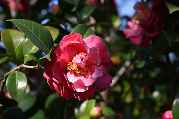 山茶花