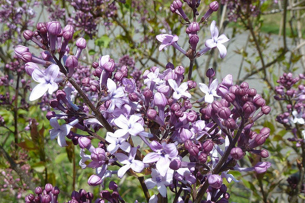 丁香花图片大全，丁香花种类名称及图片